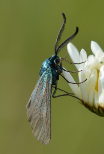 Adscita sp.